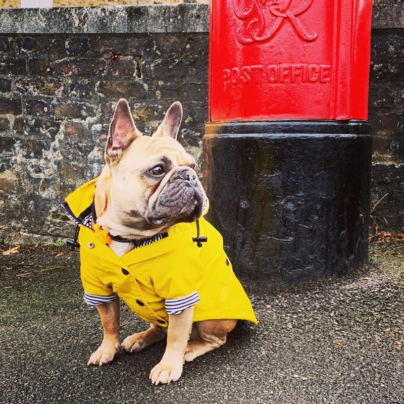 Capa de Chuva Pet | Para Cachorro