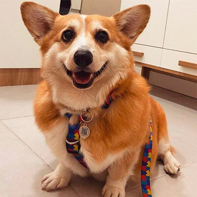 Finder Pet - Saiba em tempo Real onde seu Pet está