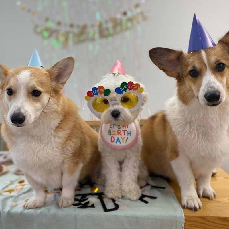 Bandana Feliz Aniversário | Para Cachorro