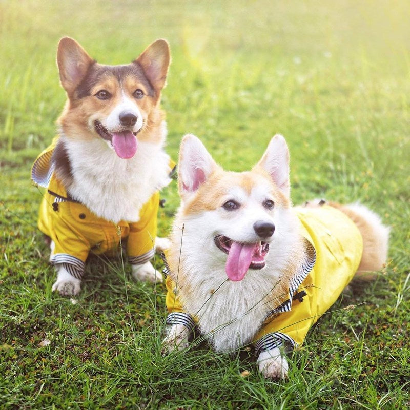 Capa de Chuva Pet | Para Cachorro