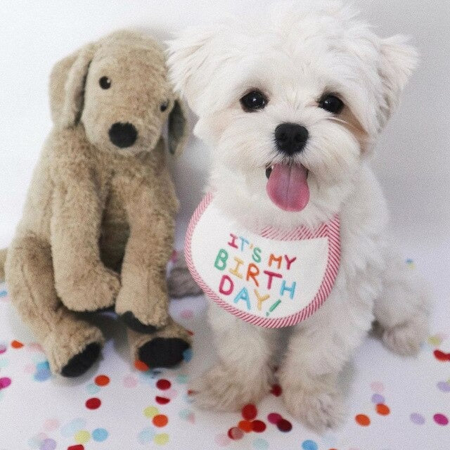 Bandana Feliz Aniversário | Para Cachorro