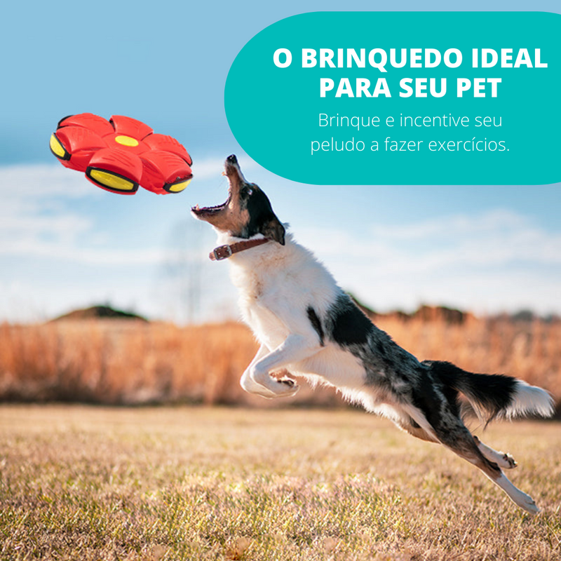 Flyball Bola Voadora para Cães