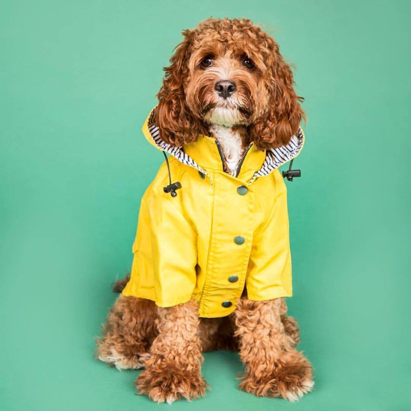 Capa de Chuva com Listras