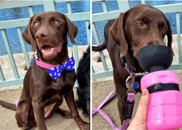 Garrafa Portátil para cães Pet Premium - Ideia Shopping