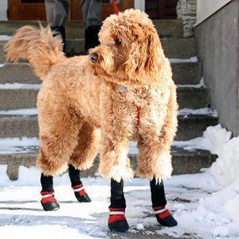 Botas para Animais de Estimação - Proteja seu Melhor Amigo, não Importa a Estação do Ano! - Ideia Shopping